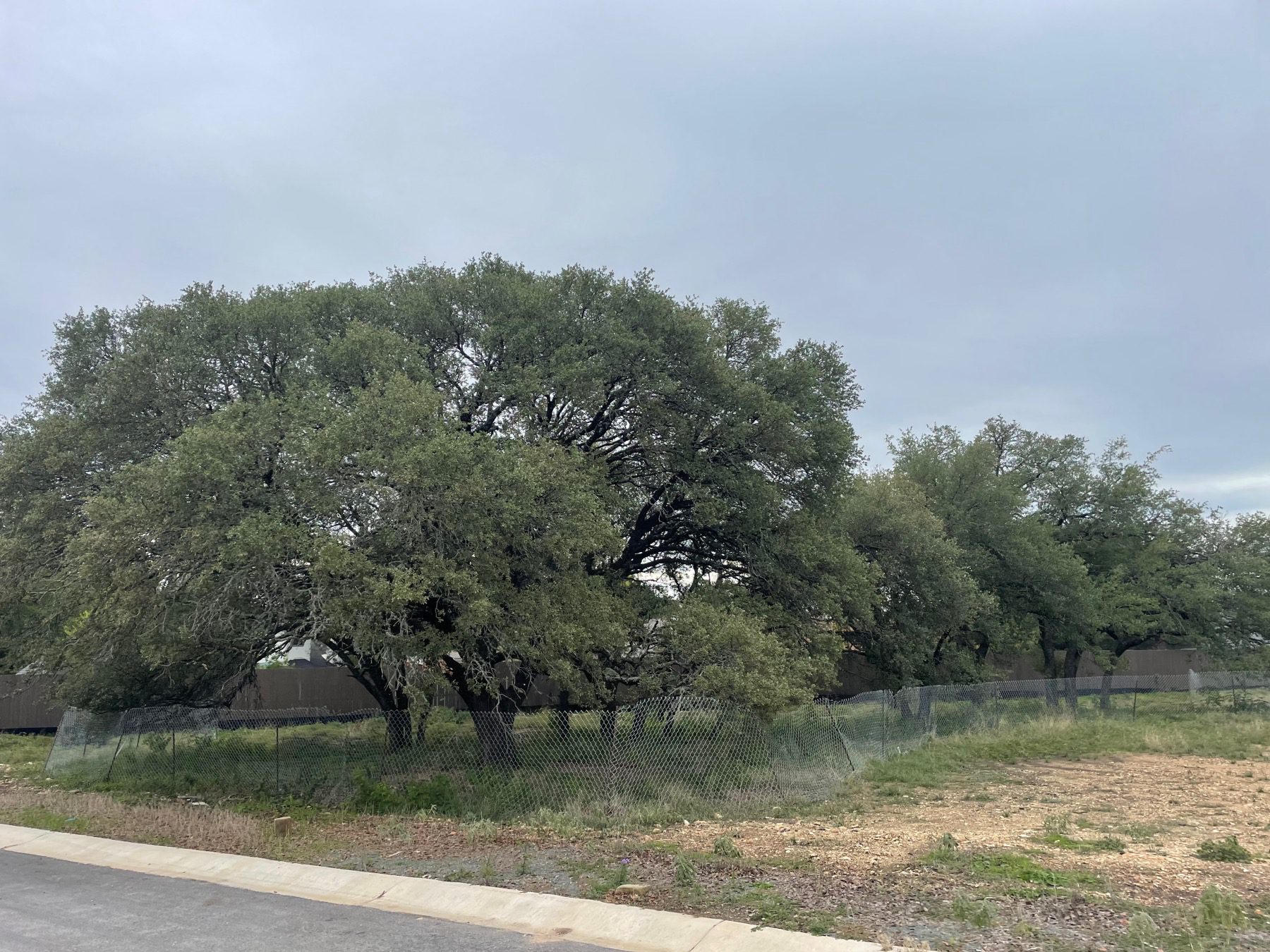 protected trees in clear creek round rock