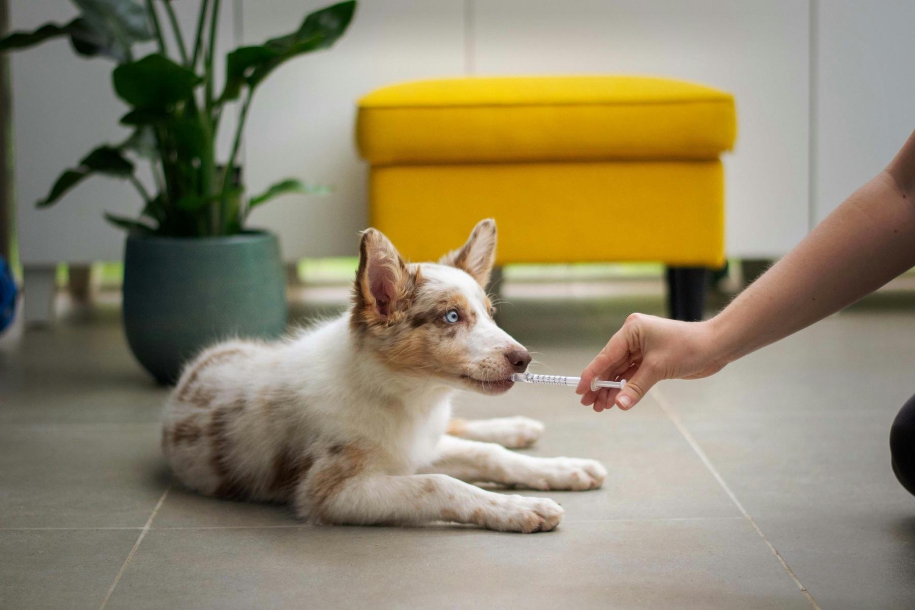 Austin vet options for dogs