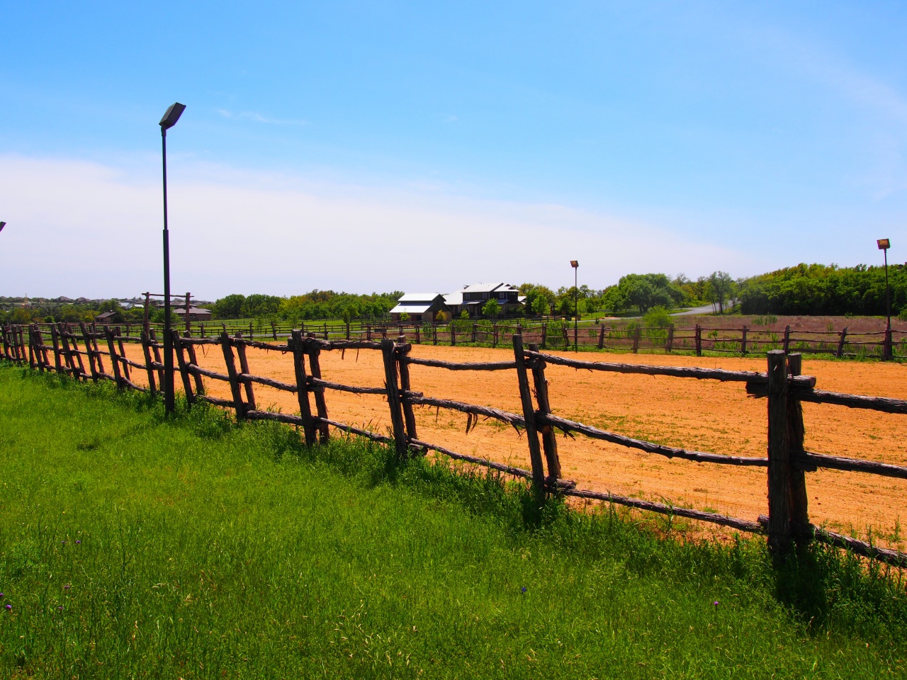 training horses madrone ranch dripping springs