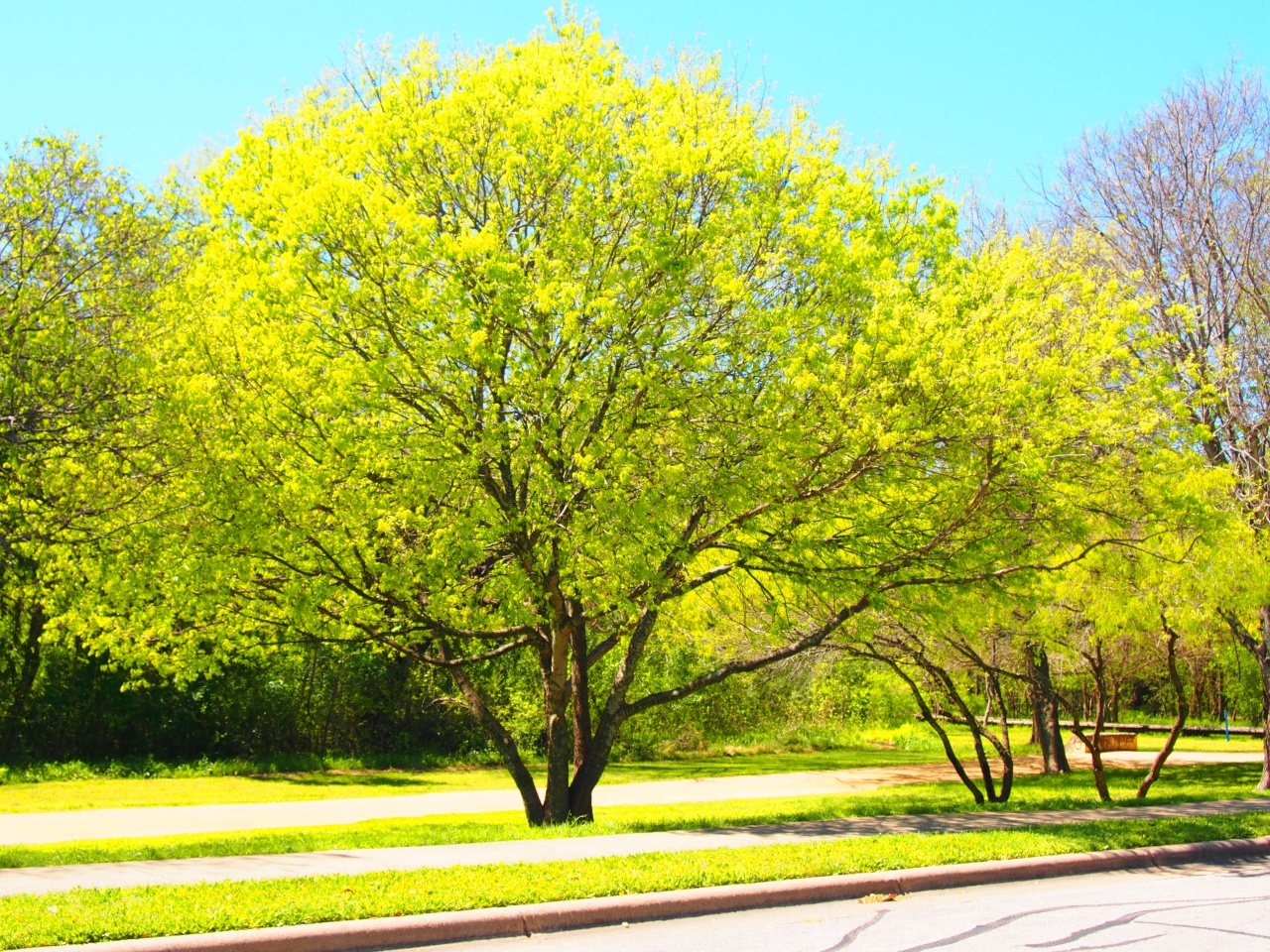 trees in wells branch