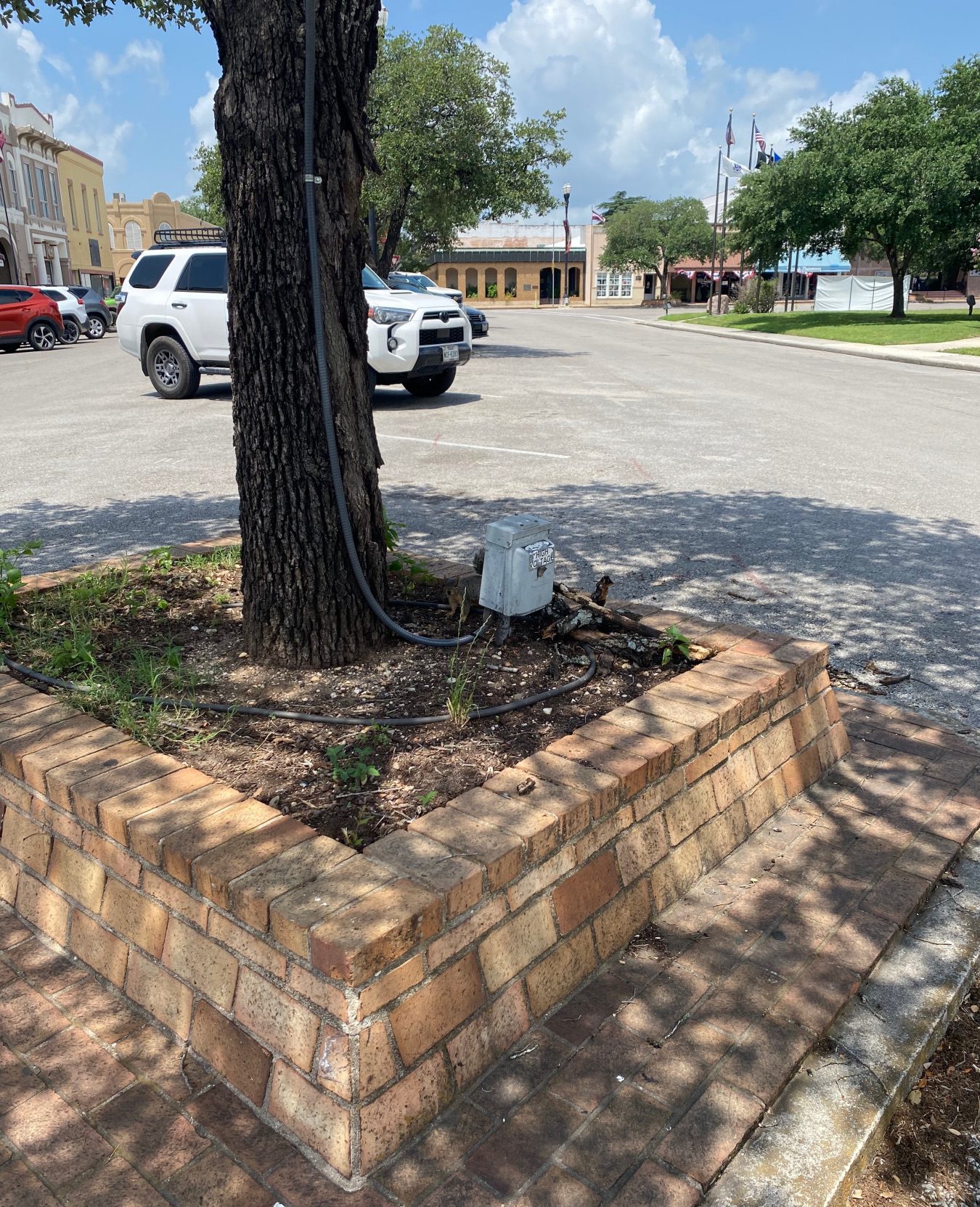 squirrel in downtown Lockhart texas