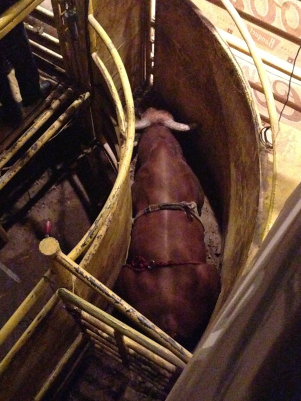 san antonio rodeo 2015