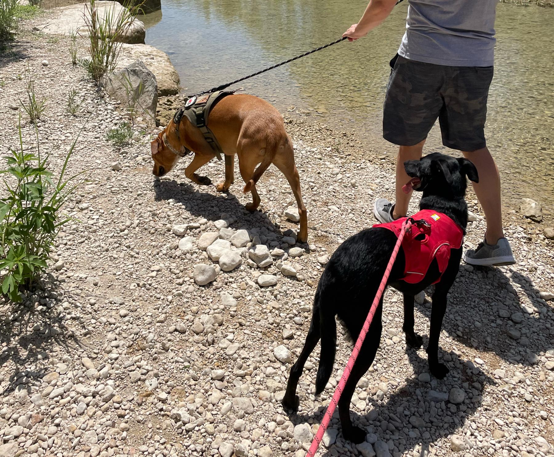 dog friendly water activities Austin TX