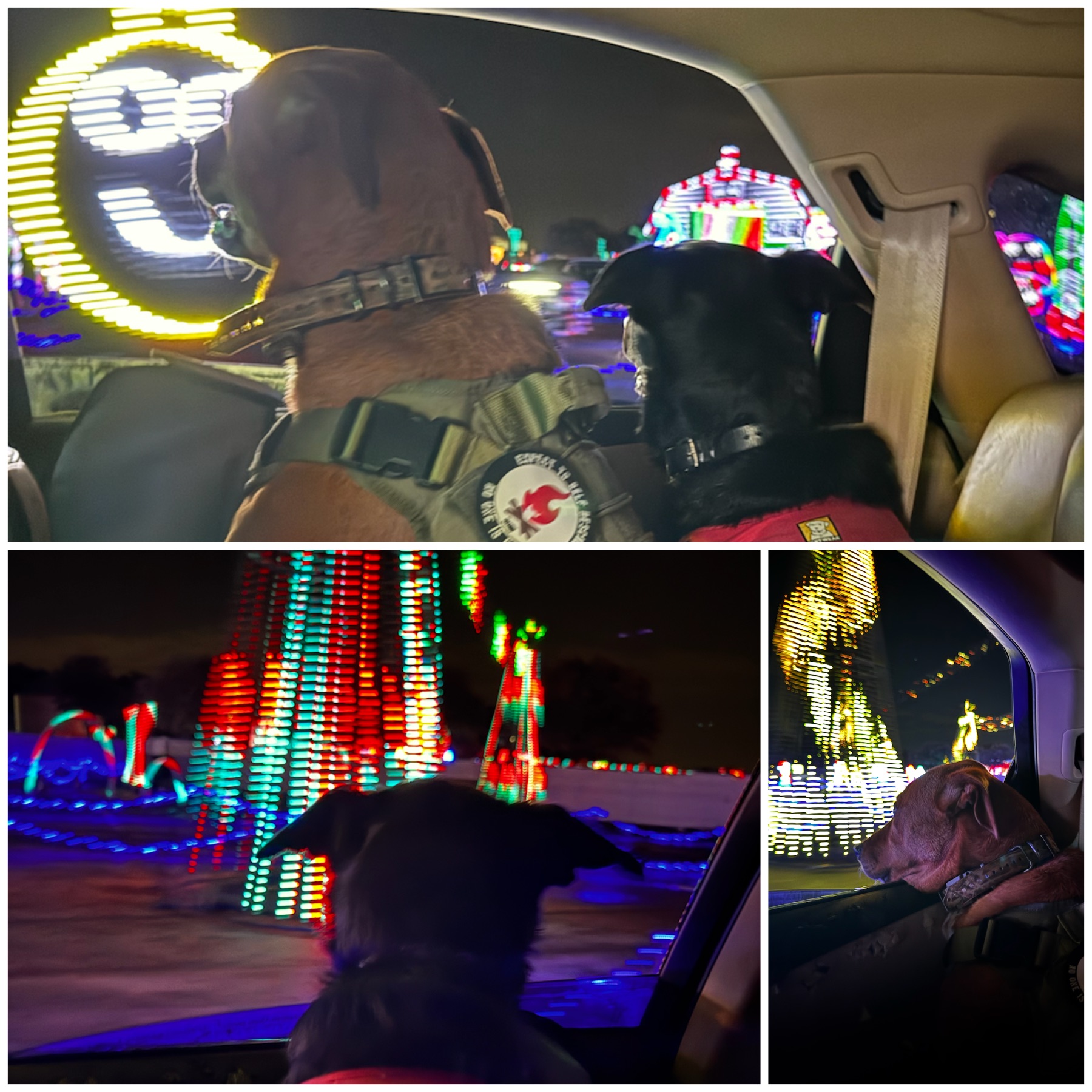 The Light Park Dell Diamond Round Rock with Dogs