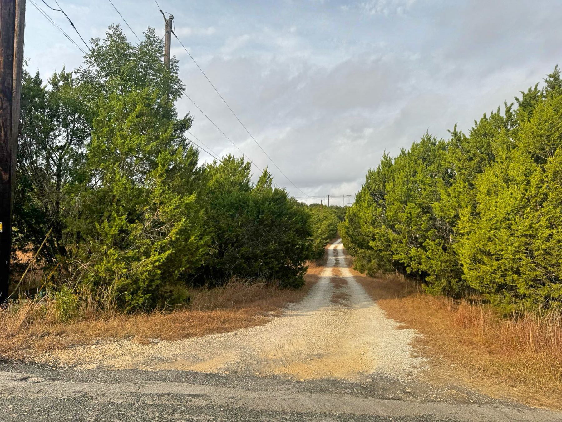 Dense Ashe juniper cedar trees in Austin TX the source of cedar fever pollen season December through February
