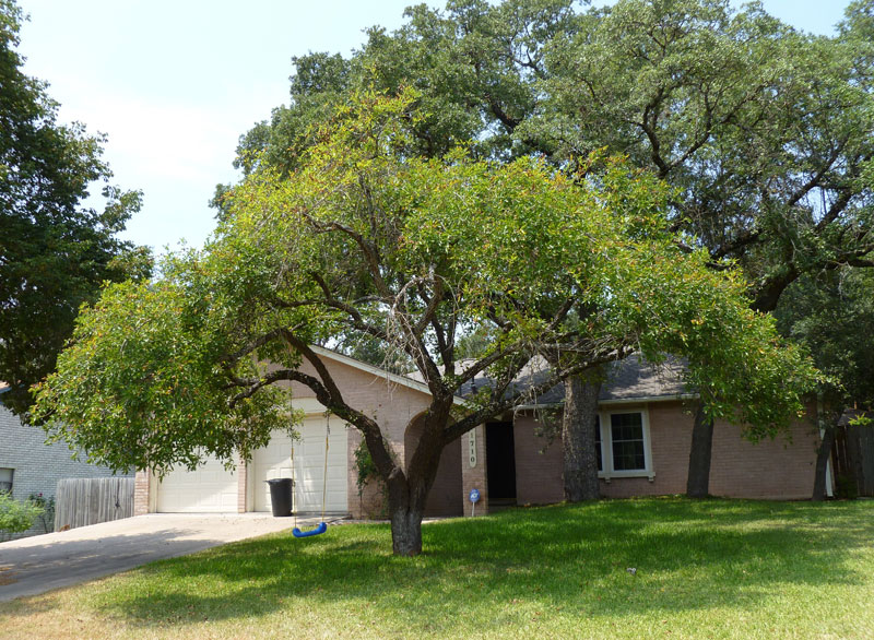 amber oaks northwest Austin neighborhood guide