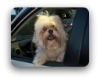 best austin neighborhoods for dogs