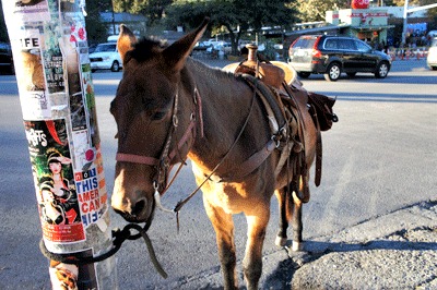 austin horse on south congress