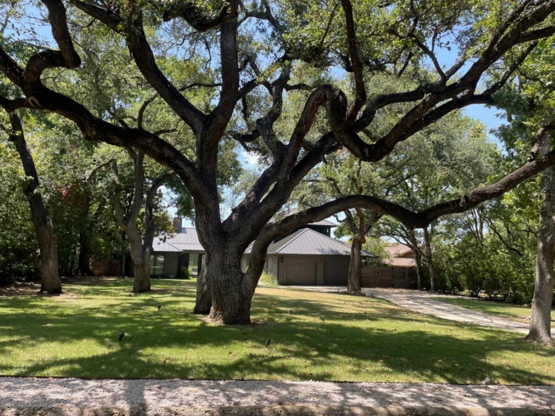 aqua verde home with mature trees Austin tx