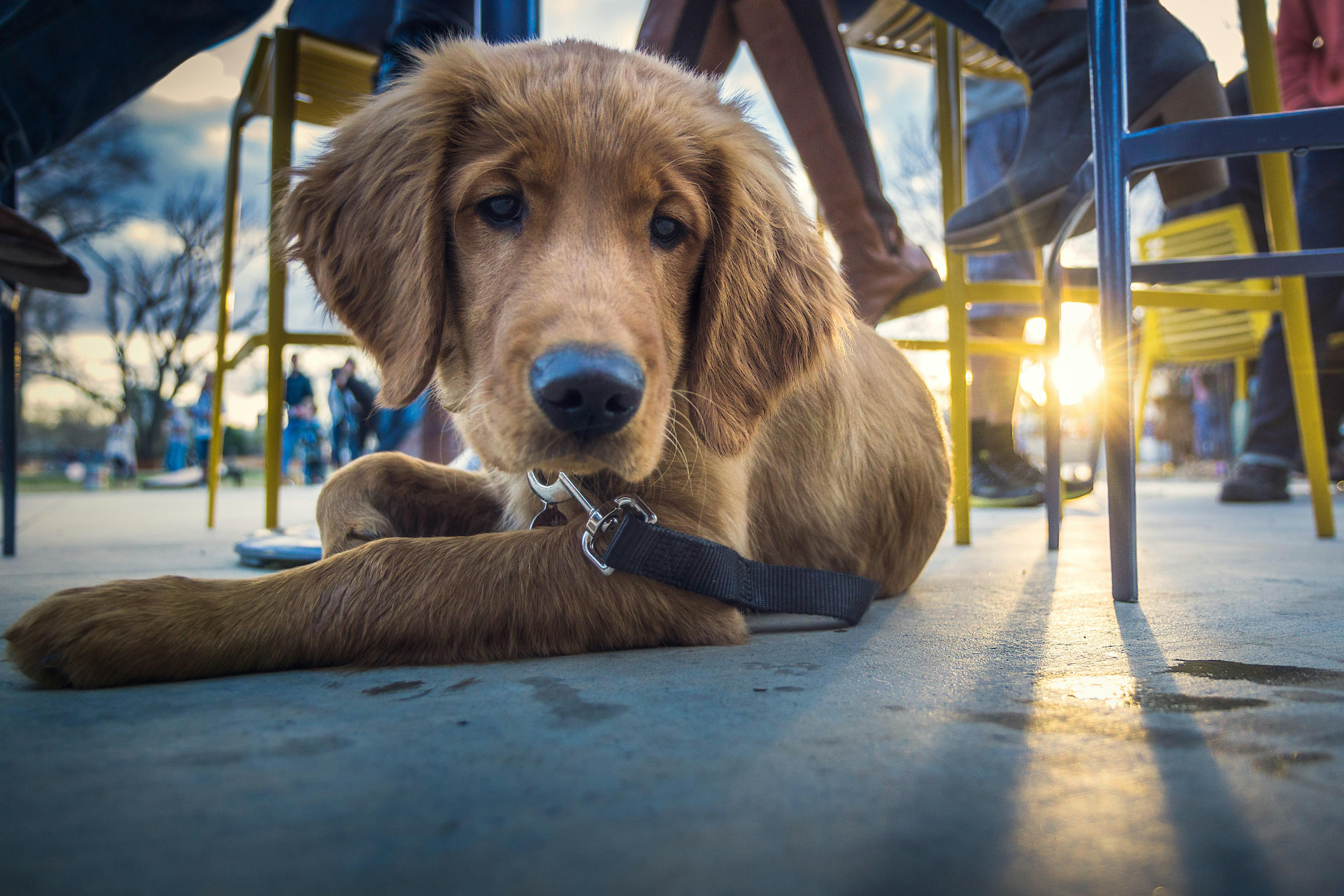 Austin dog friendly dining